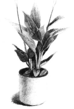 小盆栽白掌素描画法步骤06
