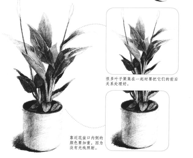 白掌素描画法
