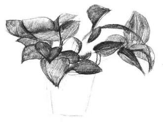 绿萝的素描画法步骤03