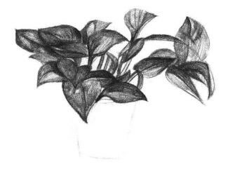 绿萝的素描画法步骤05