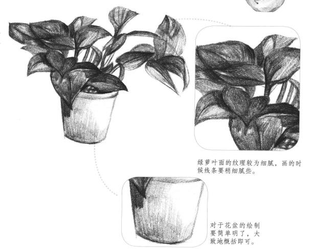 绿萝的素描画法
