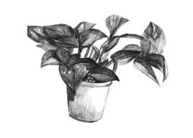 绿萝的素描画法