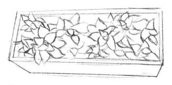 宝石花素描画法步骤02