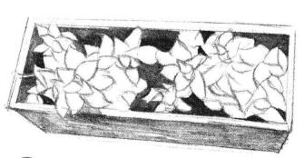 宝石花素描画法步骤03