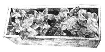 宝石花素描画法步骤05