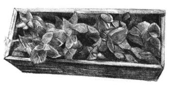宝石花素描画法步骤06