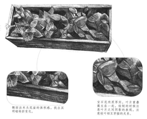 宝石花素描画法