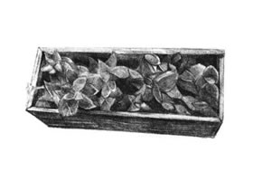 宝石花素描画法