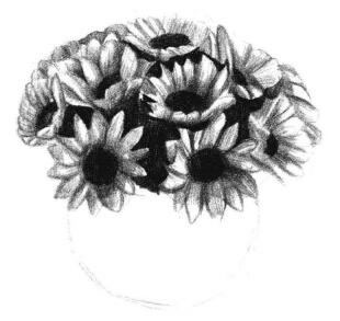 太阳花素描画法步骤04