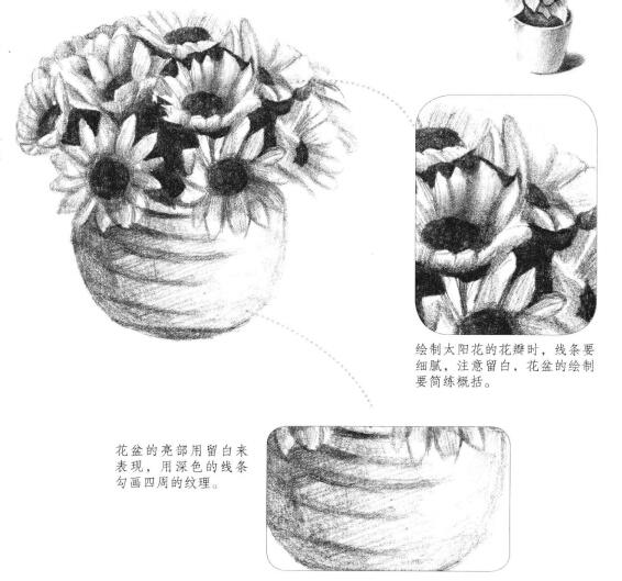 太阳花素描画法