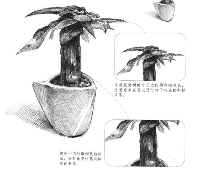 发财树素描画法