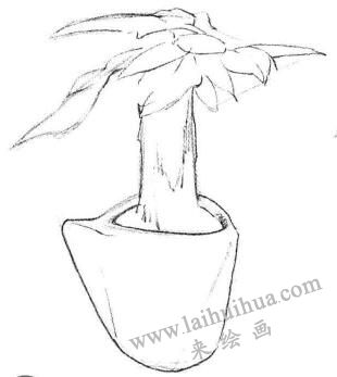 发财树素描画法步骤01