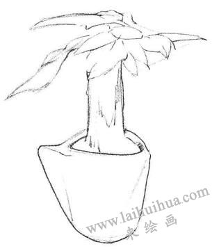 发财树素描画法步骤02