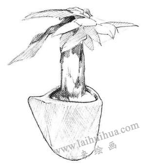 发财树素描画法步骤03