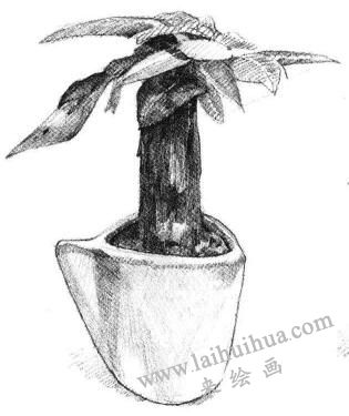 发财树素描画法步骤05