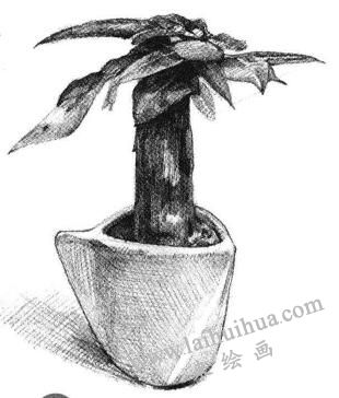 发财树素描画法步骤06