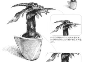 发财树素描画法