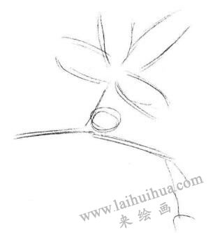 含羞草素描画法步骤01