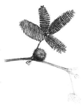 含羞草素描画法步骤05