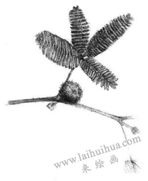 含羞草素描画法步骤06