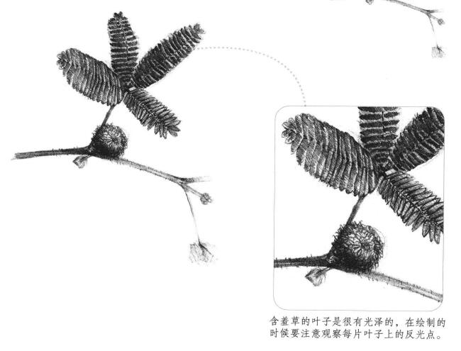 含羞草素描画法