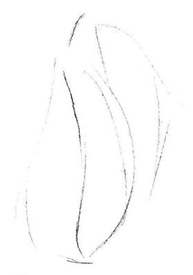 蜈蚣草素描画法步骤01