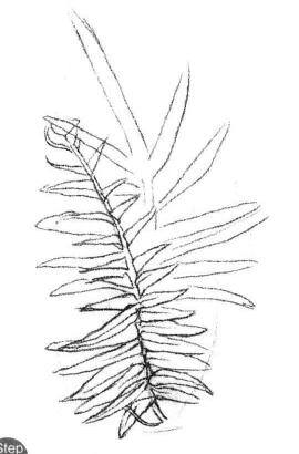 蜈蚣草素描画法步骤02