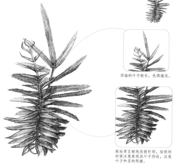 蜈蚣草素描画法