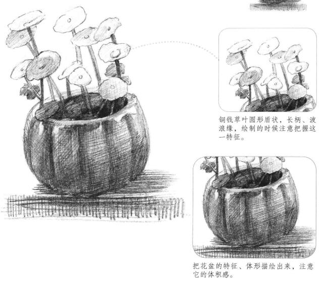 铜钱草素描画法