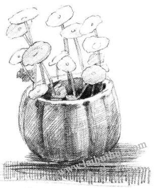 铜钱草素描画法步骤05