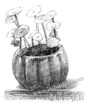 铜钱草素描画法步骤06