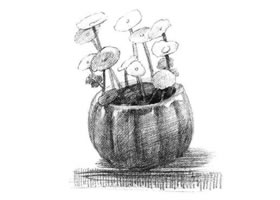 铜钱草素描画法