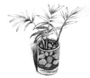 小椰子树素描画法步骤04