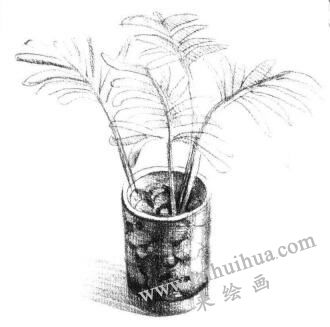 小椰子树素描画法步骤05