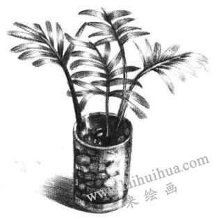 小椰子树素描画法步骤06