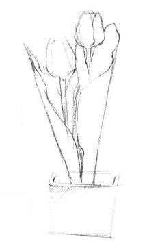 盆栽郁金香素描画法步骤02