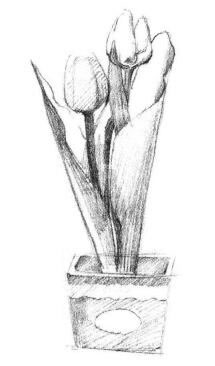 盆栽郁金香素描画法步骤03