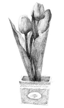 盆栽郁金香素描画法步骤05