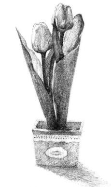 盆栽郁金香素描画法步骤06