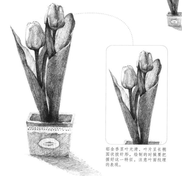 郁金香素描画法