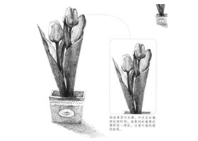 郁金香素描画法