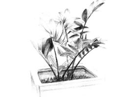 西哥铁树素描画法