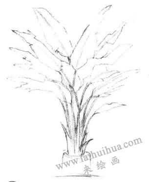 盆栽芭蕉树素描画法步骤03