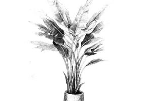 芭蕉树素描画法