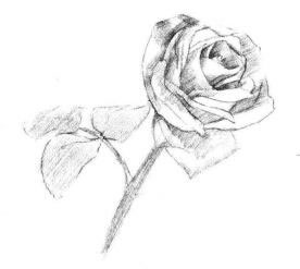 白玟瑰素描画法步骤03