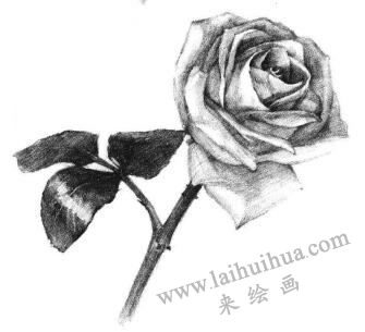 白玟瑰素描画法步骤07