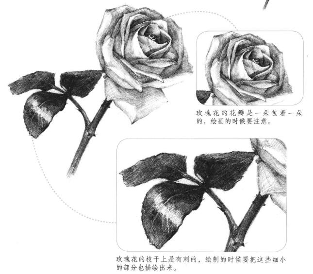 白玟瑰素描画法