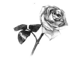 白玟瑰素描画法