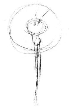 蒲公英素描画法步骤01