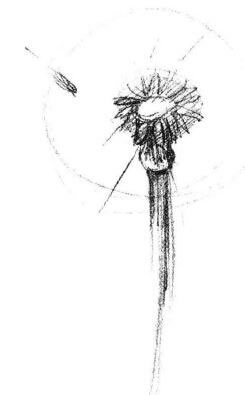 蒲公英素描画法步骤02